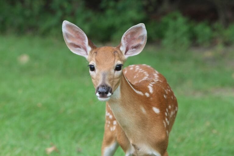 Deer (2)