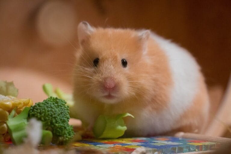 Hamster 01 (1)