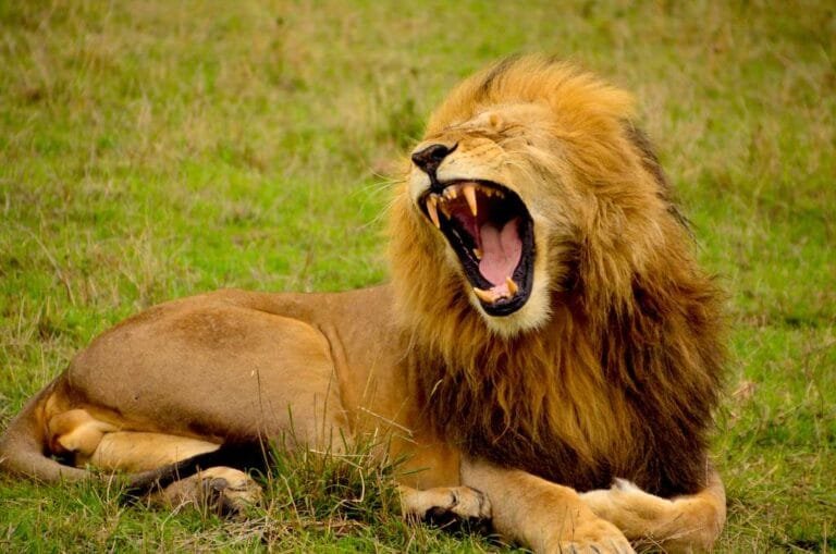 Lions 03 (2)