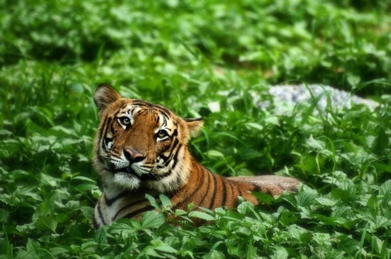 Tigers 04 (1)